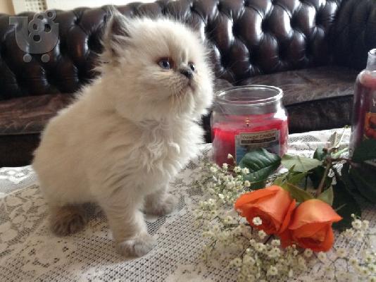 PERSIAN KITTEN